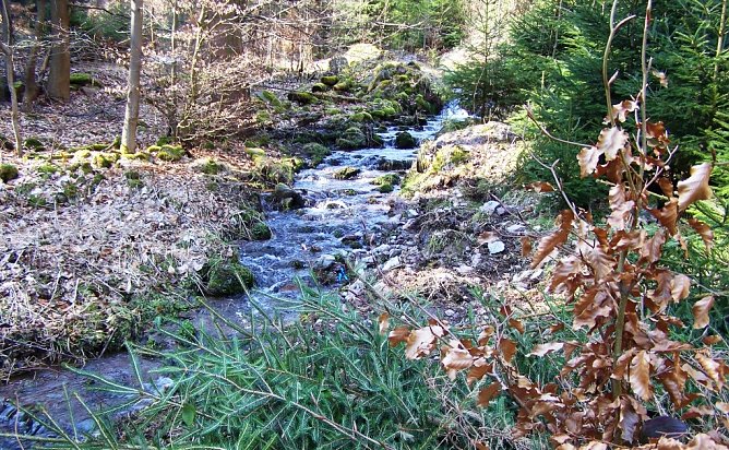 Th&uuml;ringer Waldb&auml;che werden fit gemacht (Foto: Stieglitz/Th&uuml;ringenforst)