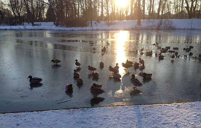 Ententeich in Nordhausen (Foto: oas)