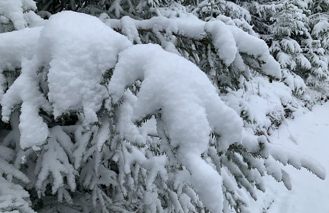 Winterwald am Neujahrstag (Foto: oas)