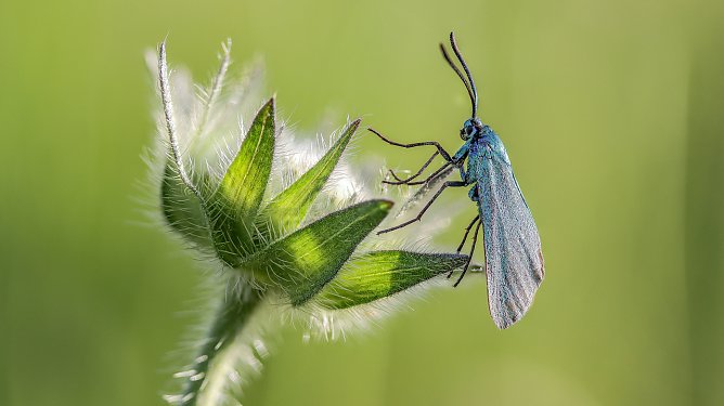 Den 3. Preis f&uuml;r das Motiv eines Gr&uuml;nwidderchens � eines f&uuml;r die Gipskarstregion typischen Schmetterlings erhielt Angela Philipp  (Foto: Angela Philipp )