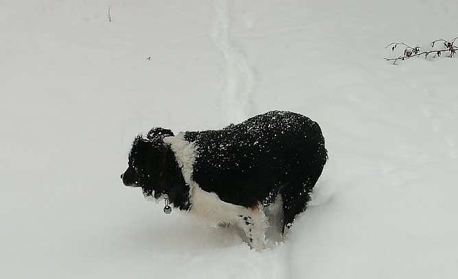Tierischer Winterspa&szlig; (Foto: W.J&ouml;rgens)