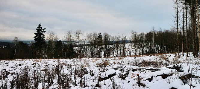Kahlschlag bei Harz Rigi (Foto: agl) Kahlschlag bei Harz Rigi (Foto: agl)