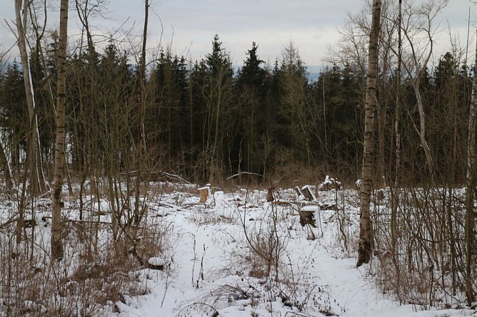 Einschlag unterhalb Dr. Silberborths Grabstätte (Foto: agl) Einschlag unterhalb Dr. Silberborths Grabstätte (Foto: agl)