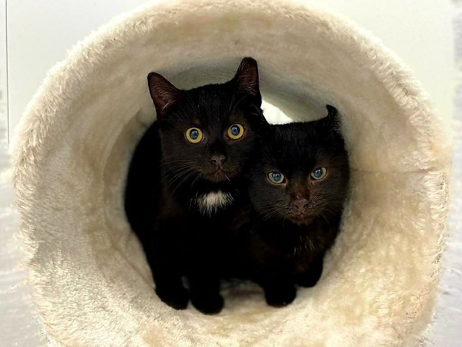 Tiere der Woche Hanni und Nanni (Foto: Tierheim Nordhausen) Tiere der Woche Hanni und Nanni (Foto: Tierheim Nordhausen)