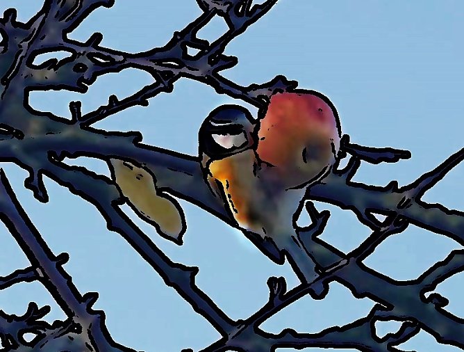 Blaumeise am Apfelbaum (Foto: S.Staubitz)