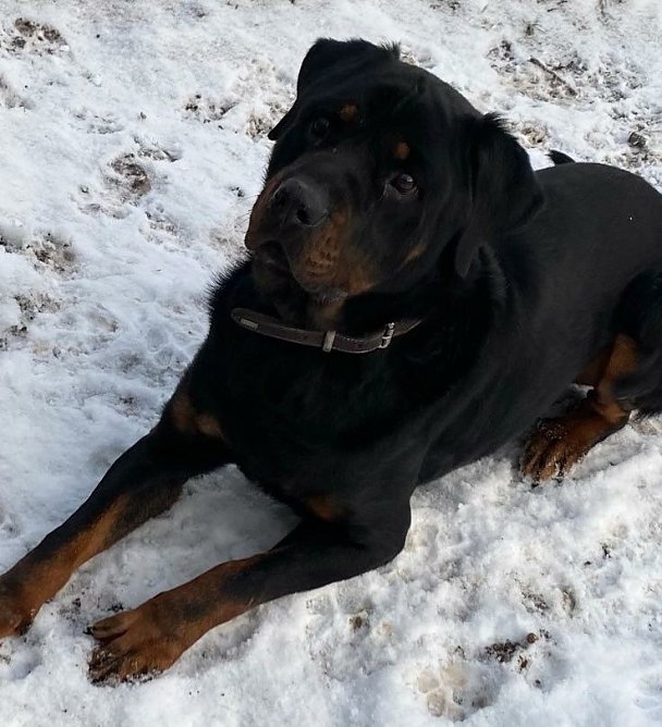 Tier der Woche: Tulo (Foto: Tierheim Nordhausen) Tier der Woche: Tulo (Foto: Tierheim Nordhausen)