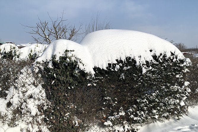 Zugeschneiter Strauch (Foto: oas) Zugeschneiter Strauch (Foto: oas)
