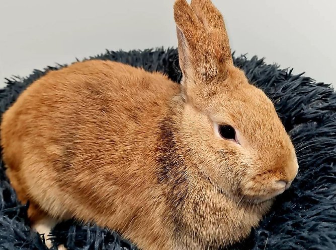 Die sch&ouml;ne Rosa (Foto: THN)