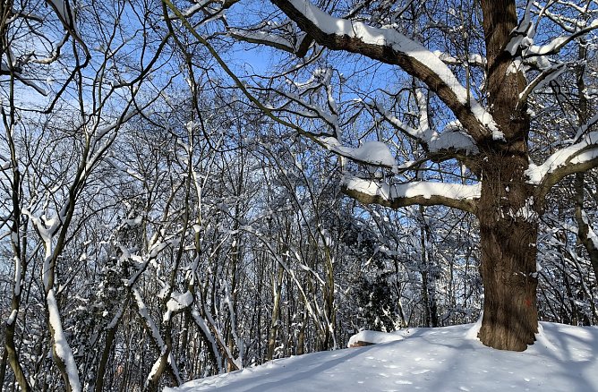 Die Winterpracht weicht frühlingshaften Temperaturen (Foto: oas) Die Winterpracht weicht frühlingshaften Temperaturen (Foto: oas)