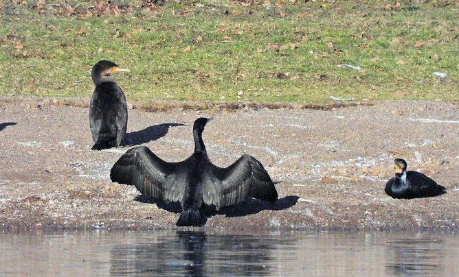 Ausfl&uuml;ge am Kiesschacht (Foto: P.Blei)