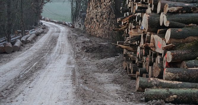 Holzeinschlag am Himmelsberg (Foto: BUND)