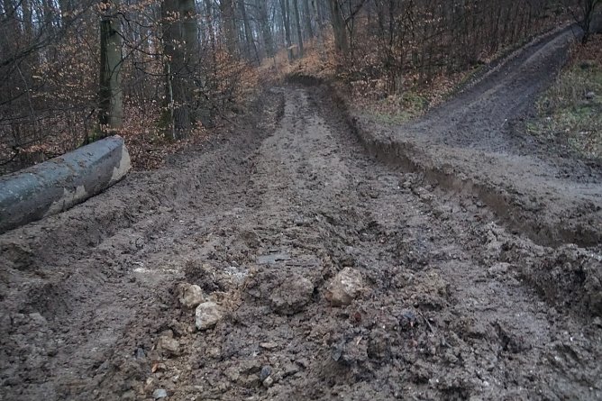 Holzeinschlag am Himmelsberg (Foto: BUND)
