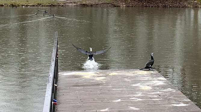 Kormorane im Nordh&auml;user Stadtpark (Foto: oas)