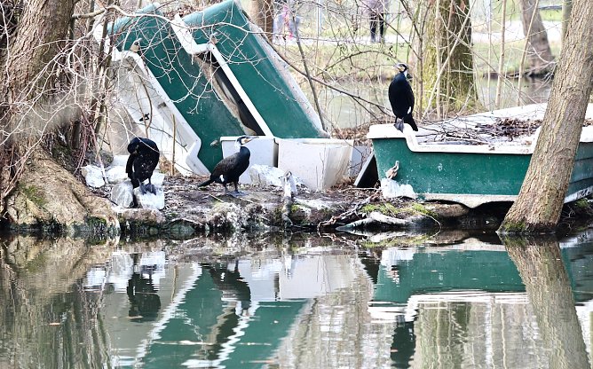Kormorane im Nordh&auml;user Stadtpark (Foto: Eva Maria Wiegand)