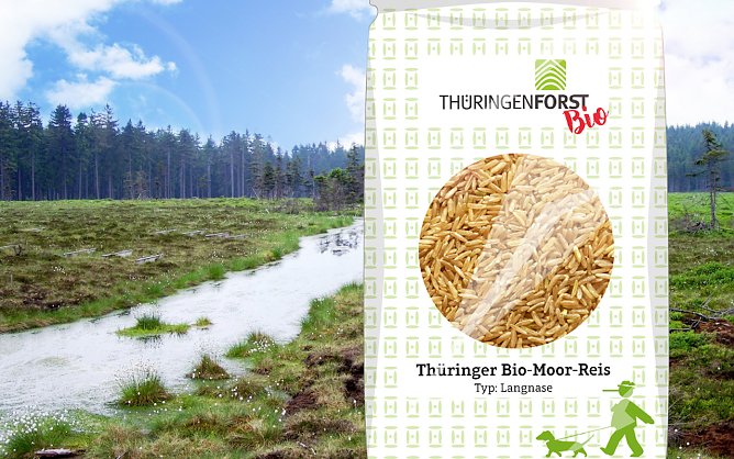 Reisanbau in Moorgebieten (Foto: ThüringenForst) Reisanbau in Moorgebieten (Foto: ThüringenForst)