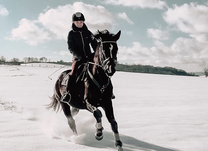 Desperado mit Reiterin (Foto: privat)