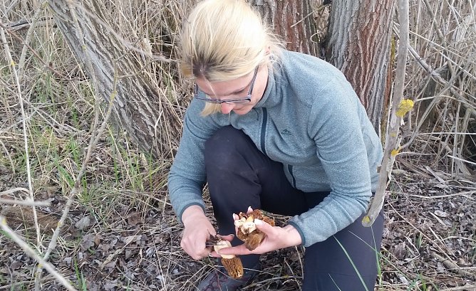 Morcheln im S&uuml;dharz (Foto: Dieter Honstra&szlig;)