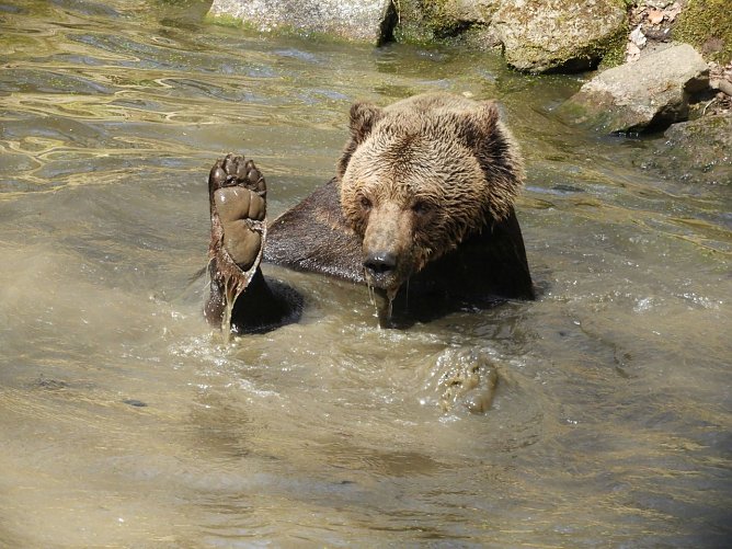 Frühlingserwachen im Bärenpark Worbis (Foto: Bärenpark Worbis) Frühlingserwachen im Bärenpark Worbis (Foto: Bärenpark Worbis)