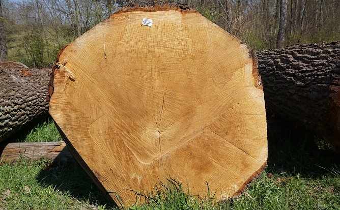 Gerüstet für ein neues Holzzeitalter (Foto: Thüringen Forst) Gerüstet für ein neues Holzzeitalter (Foto: Thüringen Forst)