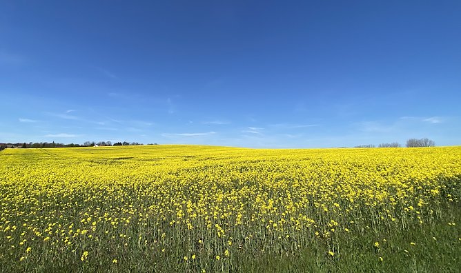 Rapsfeld bei Loderdsleben (Foto: oas) Rapsfeld bei Loderdsleben (Foto: oas)