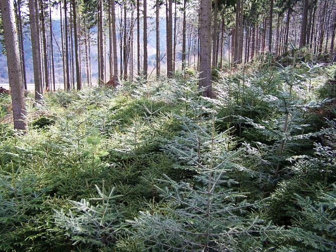 Biologische Vielfalt ist nicht immer f&uuml;r den Laien sofort erkennbar: &Ouml;kologisch wie forstlich wertvolle Wei&szlig;-Tannenverj&uuml;ngung unter Fichtenaltholz im Forstamt Finsterbergen (Foto: Th&uuml;ringenForst, Dr. Horst Spro&szlig;mann)
