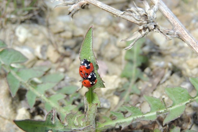 Steht wieder im Fokus: der Marienkäfer (Foto: Ronald Bellstedt) Steht wieder im Fokus: der Marienkäfer (Foto: Ronald Bellstedt)