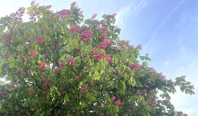 Kastanienblüte (Foto: oas) Kastanienblüte (Foto: oas)