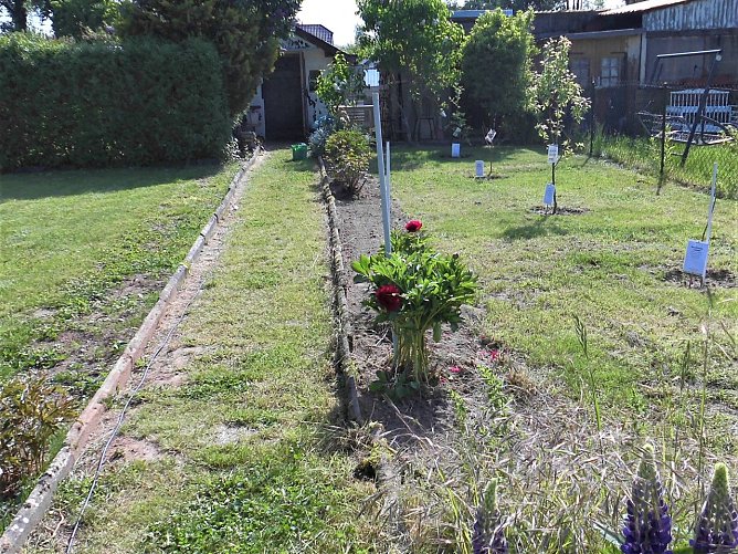 Gemeinschaftsgarten (Foto: Schumann)