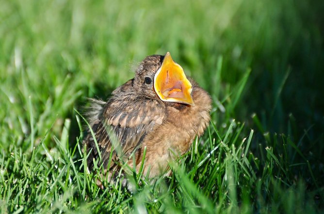 Junge bettelnde Amsel (Foto: Nadine Bettinghausen)