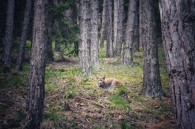 Wieder heimisch, aber einsam: der Luchs (Foto: Dirk Rudat)