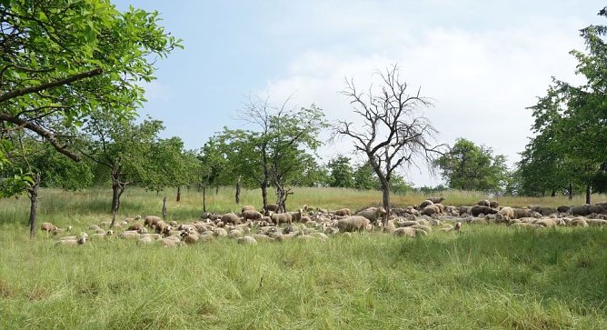 Streuobstwiese mit Schafherde (Foto: Sarah Backhaus)