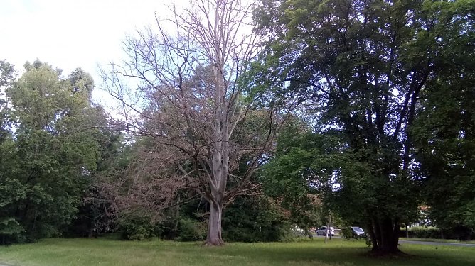 Noch im Vorjahr erweckte sie Hoffnung auf ein Weiterleben. Doch auch diese Blutbuche, zu Lebzeiten eine pr&auml;gende Erscheinung, stirbt. (Foto: kunk)