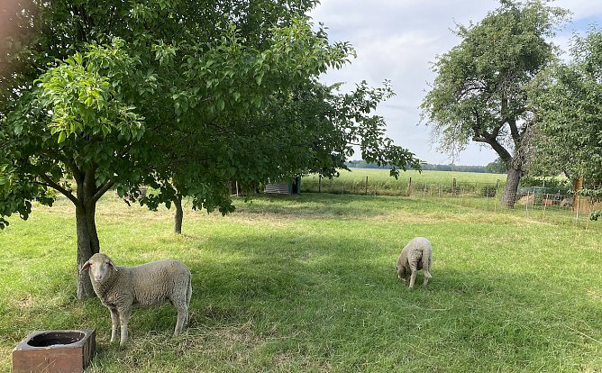 Sommeridyll (Foto: oas) Sommeridyll (Foto: oas)