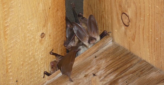 Langohrflederm&auml;use (Foto: P.Schneller)