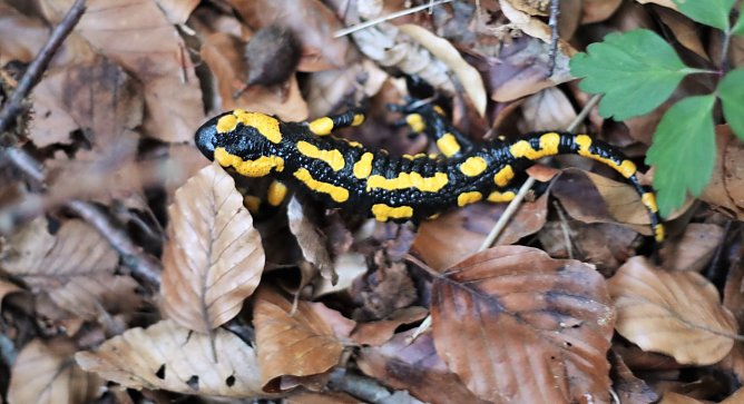 Ein Feuersalamander (Foto: P. Schneller)