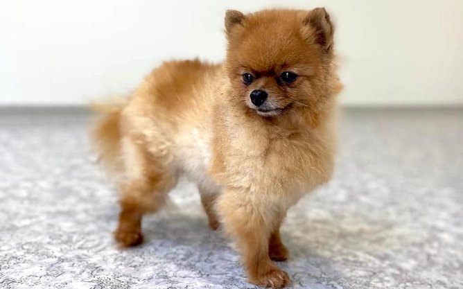 Little Star Queeny (Foto: THN) Little Star Queeny (Foto: THN)