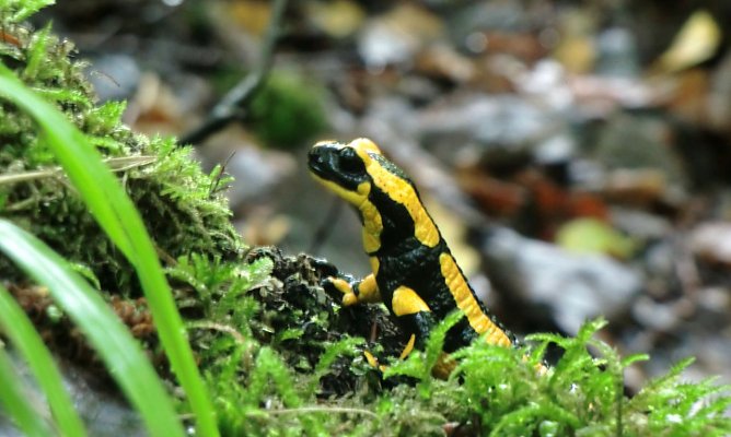 Ein Fürsalamander bei Niedersachserfen (Foto: T.Schäfer) Ein Fürsalamander bei Niedersachserfen (Foto: T.Schäfer)