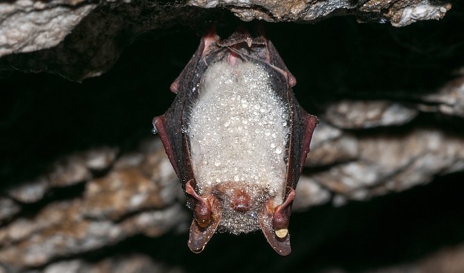 Wartet schon auf ihre Besucher: eine S&uuml;dharzer Fledermaus (Foto: A.Apel)
