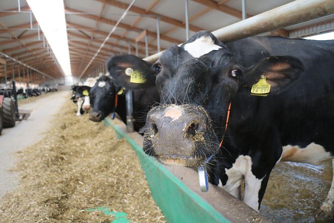 Buchst&auml;blich ausgezeichnete Bedingungen gibt es f&uuml;r die Wipperd&ouml;rfer Milchk&uuml;he (Foto: nnz-Archiv)