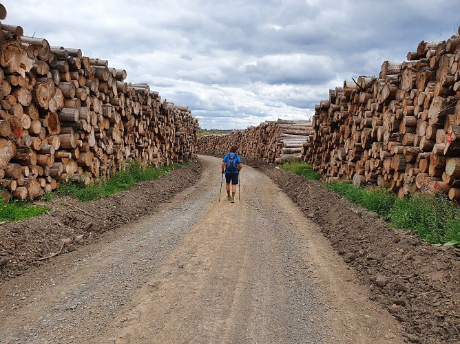 Abgelagerte Stämme wohin das Auge blickt (Foto: Bodo Schwarzberg) Abgelagerte Stämme wohin das Auge blickt (Foto: Bodo Schwarzberg)