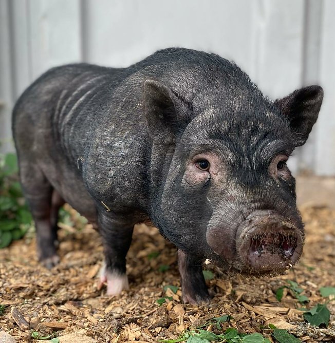 Tier der Woche: Kevin (Foto: Tierheim Nordhausen) Tier der Woche: Kevin (Foto: Tierheim Nordhausen)