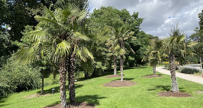 Exotik auf der Kurpromenade in Bad Langensalza (Foto: oas) Exotik auf der Kurpromenade in Bad Langensalza (Foto: oas)
