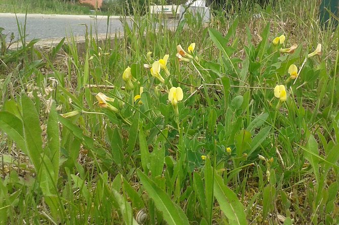 Die Gelbe Spargelerbse (Lotus maritimus) ist in Th&uuml;ringen stark gef&auml;hrdet. Das Schmetterlingsbl&uuml;tengew&auml;chs mit den auffallenden blaugr&uuml;nen, f&uuml;nfz&auml;hligen Bl&auml;ttern und den langgestielten und gro&szlig;en gelben Bl&uuml;ten, das n&auml;hrstoff&auml;rmste, ausgesprochen basische B&ouml;den bevorzugt, wird durch kontinuierliche, einsch&uuml;rige durchgef&uuml;hrte, einsch&uuml;rige Mahd gef&ouml;rdert. (Foto: B.Schwarzberg)