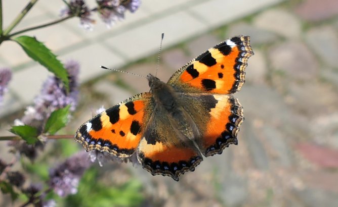 Ein Fuchs (Foto: A.Apel) Ein Fuchs (Foto: A.Apel)