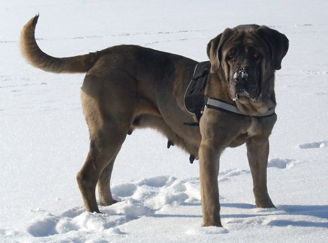 Alexa (Foto: C. Knust)