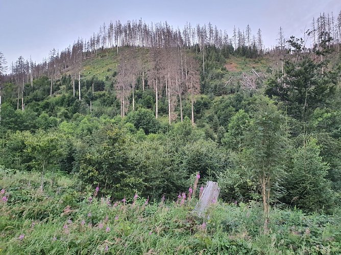 "Es ist f&uuml;nf vor 12", schrieb die FDP am 10.09. in der nnz. - Deswegen sollte sie vielleicht die Natur aufforsten lassen? - Das tut letztere zum Beispiel im Kellwassertal zwischen Altenau und Torfhaus sichtbar effektiv. - Die Aufnahme entstand am 31.07.21 um 5:39. bei der Langstreckenwanderung 15. Harz-Hunderter Extrem von Seesen nach Eisleben &uuml;ber den ganzen weithin baumlos gewordenen Harz (Foto: Bodo Schwarzberg)