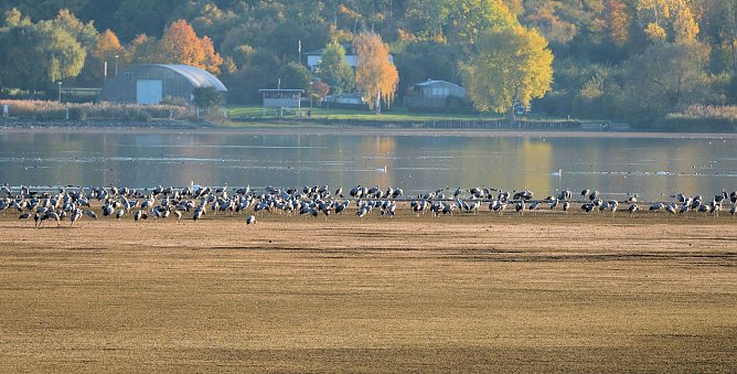 Kraniche am Stausee in Klebra (Foto: P.Blei)
