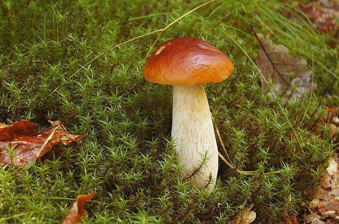 Immer beliebt: Der Steinpilz (Foto: Andreas Knoll)