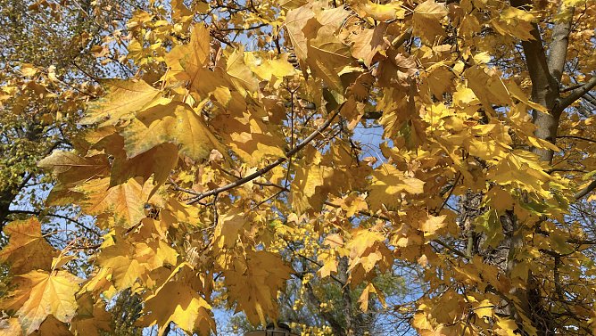 Noch ist das Herbstlaub auf den Bäumen (Foto: oas) Noch ist das Herbstlaub auf den Bäumen (Foto: oas)