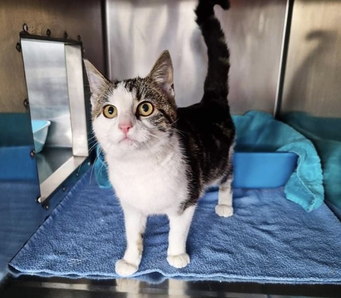 Die gerettete Fritzi ist wieder wohlauf (Foto: Tierheim Mühlhausen) Die gerettete Fritzi ist wieder wohlauf (Foto: Tierheim Mühlhausen)